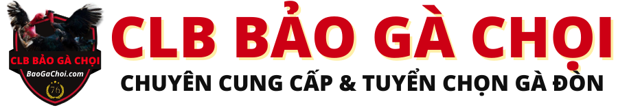 CLB Bảo Gà Chọi